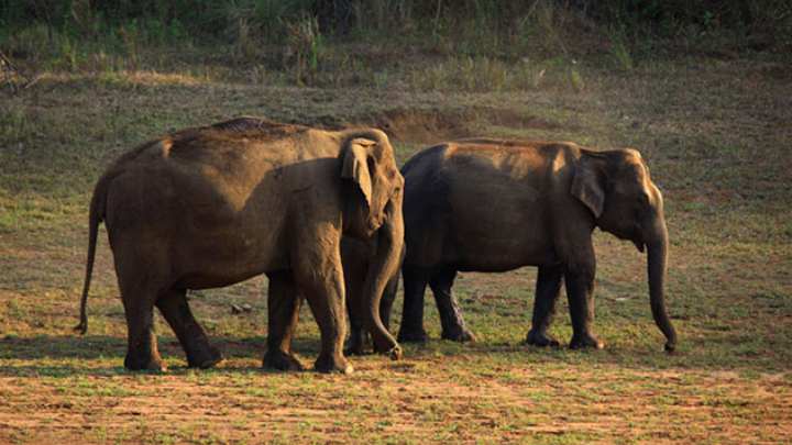 Periyar National Park